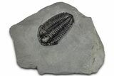 Calymene Niagarensis Trilobite Fossil - New York #357069-1